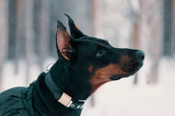 Doberman dog is in outdoors, close-up portrait