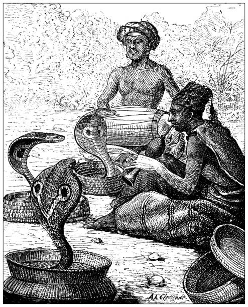 античная иллюстрация: индийская кобра (ну, да) - cobra engraving antique retro revival stock illustrations