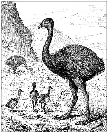 Antique illustration: greater rhea (Rhea americana)