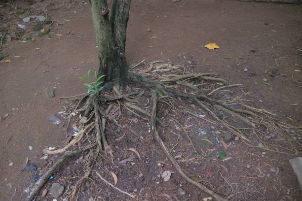 istock tree with roots creeping on the ground photo 1358079416
