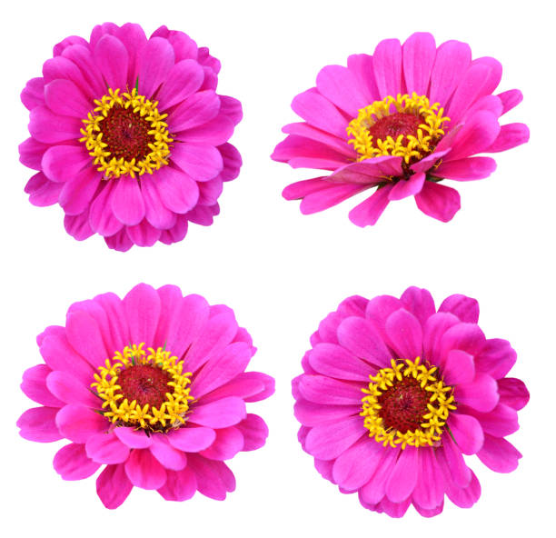 istock Blooming zinnia flower 1358079815
