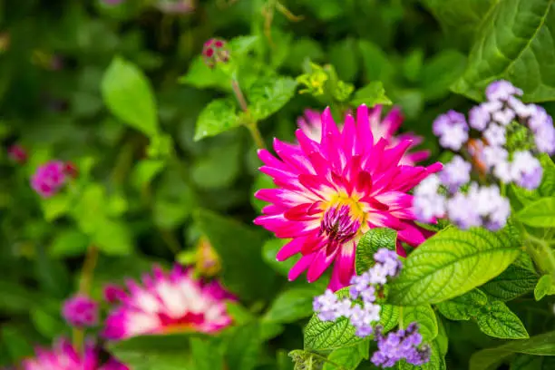 Photo of Pink dahlia in the garden & house of Claude Monet