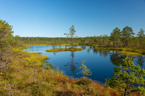 istock Viru bog nature trail, Lahemaa Estonia 1358080080