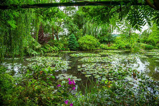Claude Monet's water garden in Giverny, France