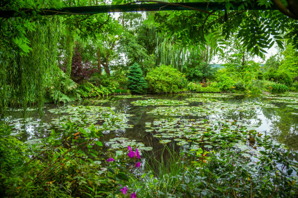 claude monet's water garden in giverny - water lily lily water water garden imagens e fotografias de stock