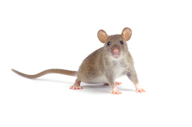 rat stock photo