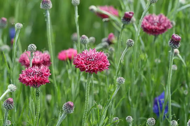 Photo of cornflower