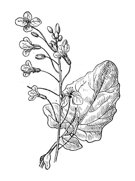 ilustrações, clipart, desenhos animados e ícones de ilustração antiga: brassica napus, estupro - rutabaga