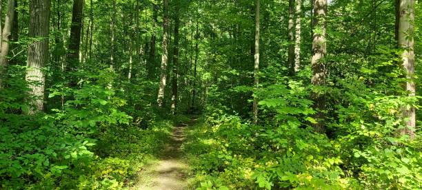 istock Woodland Trail 1358081499