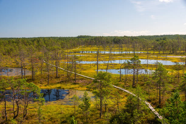 istock Viru bog nature trail, Lahemaa Estonia 1358081587