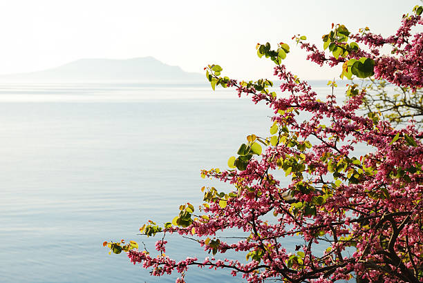 istock Blossoming cherry tree against the sea. 135808222