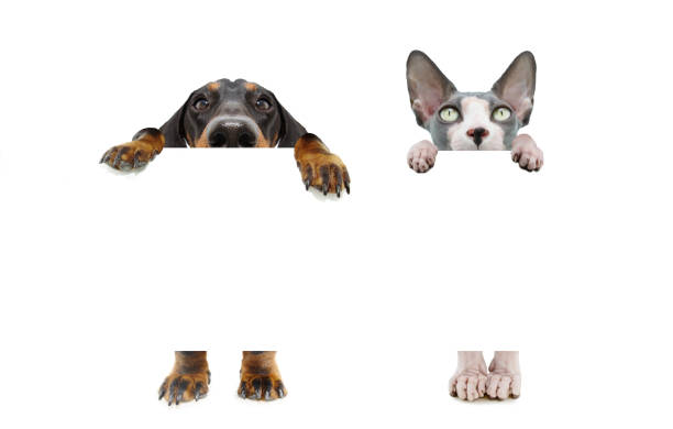 banner funny two hide pets dog and cat with big ears and paws hanging in a blank in a row. isolated on white background. - hidding imagens e fotografias de stock