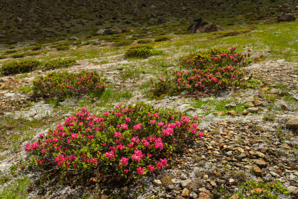 куст волосатой альпенрозы - european alps tirol rhododendron nature стоковые фото и изображения