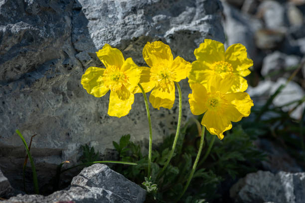 A yellow alpine poppy (Papaver alpinum ssp. rhaeticum) on a sunny day in summer, South Tyrol (Italy)