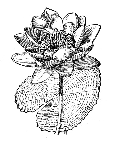Antique illustration: Nymphaea
