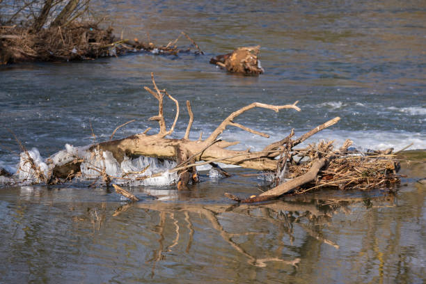 Close-up of a branch with ice, which is reflected in the Lahn