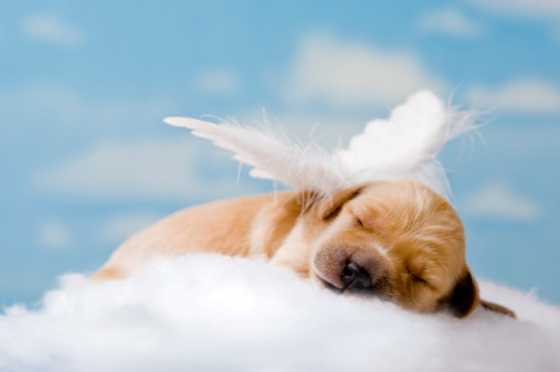 one week old Golden Retriever puppy, wearing wings, asleep on a cloud with a partly clouds sky background, 