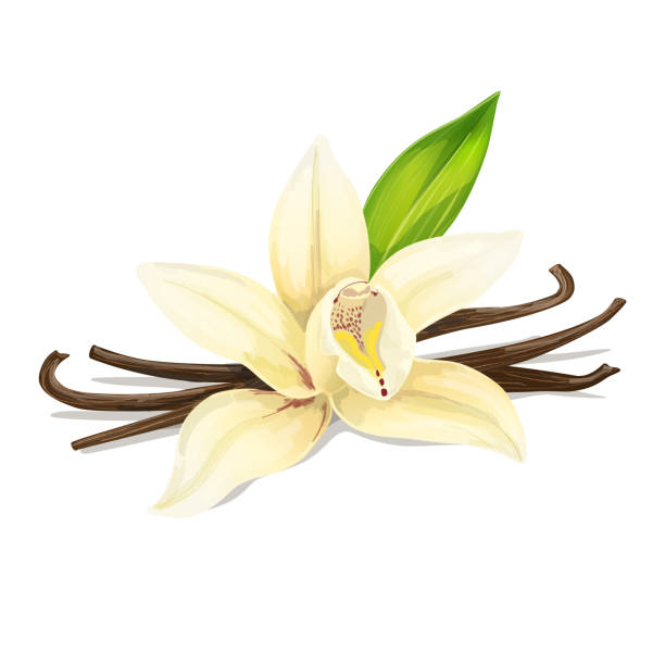Beautiful vanilla flower isolated on white background. Spice for sweets, coffee and bakery. Vector Illustration. Beautiful vanilla flower isolated on white background. Spice for sweets, coffee and bakery. Vector Illustration. vajilla stock illustrations