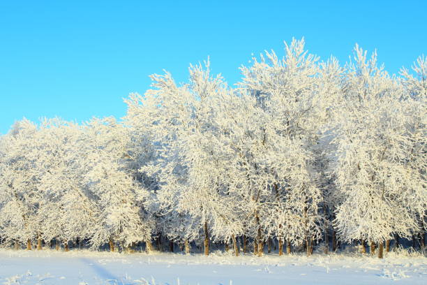 istock Fairy Winter Forest. January, 2018. Close-up. Background. Texture. 1358084720