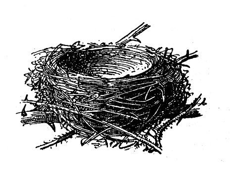 Antique illustration: Nest, Eurasian blackcap (Sylvia atricapilla)