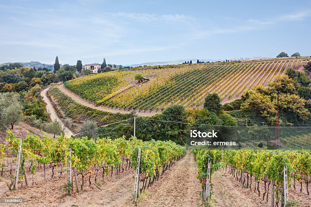 Vignoble en Toscane - Photo de Agriculture libre de droits