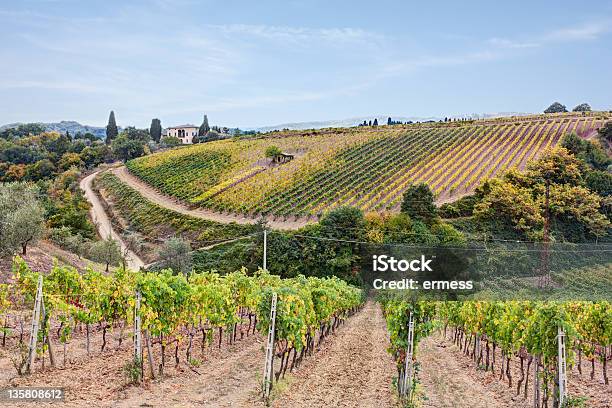 Photo libre de droit de Vignoble En Toscane banque d'images et plus d'images libres de droit de Agriculture - Agriculture, Automne, Colline