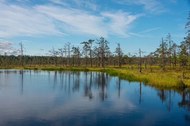 istock Viru bog nature trail, Lahemaa Estonia 1358086142