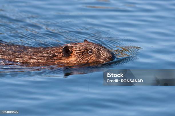Castor - Fotografias de stock e mais imagens de Alasca - Alasca, Castor - Roedor, Animal
