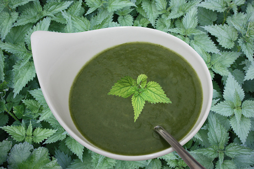 Nettle soup served in a soup bowl  At the bottom of a bed of nettle leaves