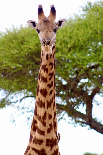 Giraffe and oxpecker hanging out in Tarangire National Park