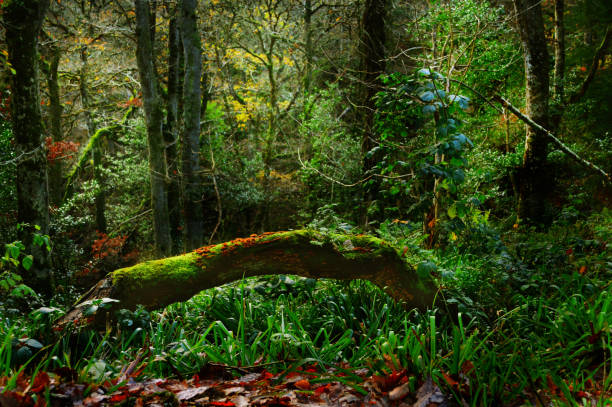 istock Fallen branch in woods covered with moss and fungus 1358088998