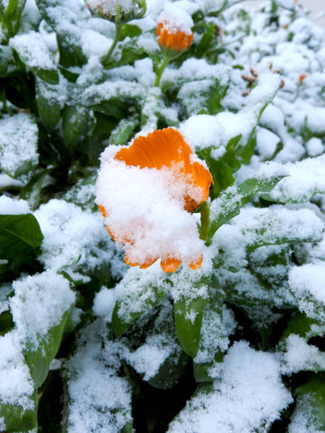 istock orange daisy under the snow 1358089472