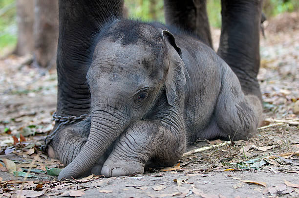 Baby Elephant Being Held Captive with Mother by Side