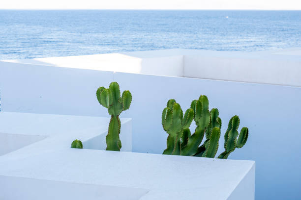 istock White geometric rooftop with green cactus and sea view 1358090804