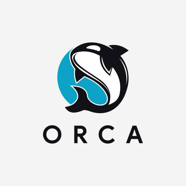 minimalistische springende orca-icon-vektorvorlage auf weißem hintergrund - schwertwal stock-grafiken, -clipart, -cartoons und -symbole