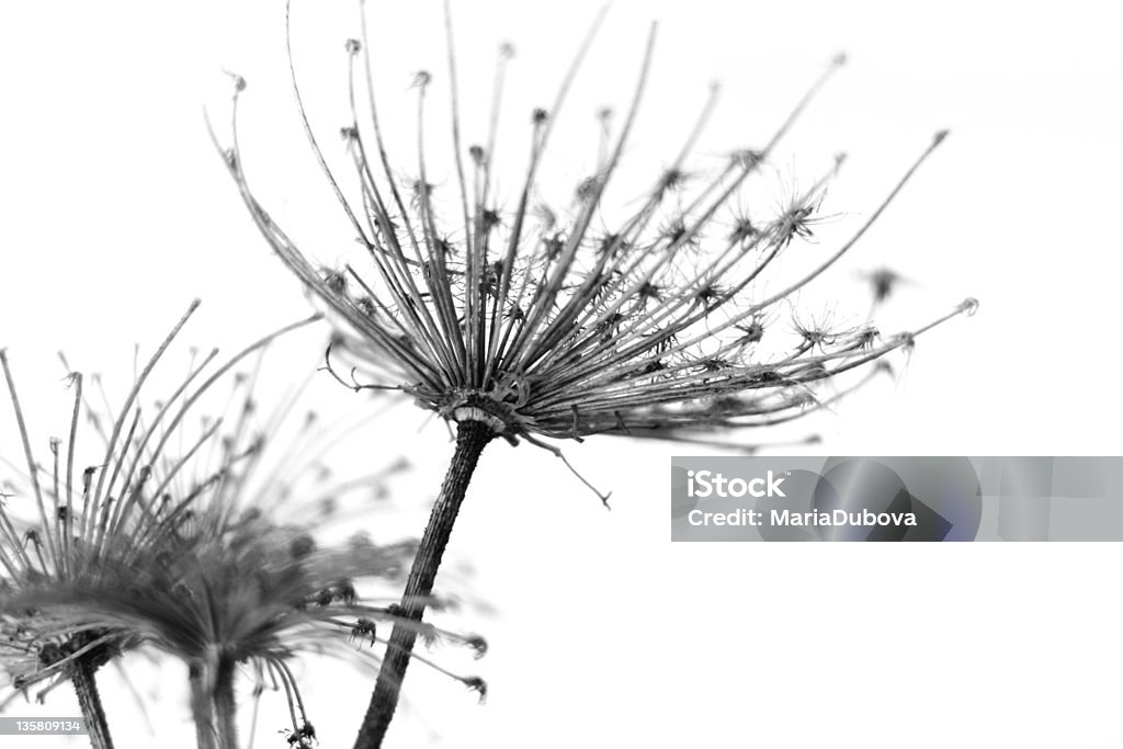 dry thorn Black and white abstract flower background Flower Stock Photo
