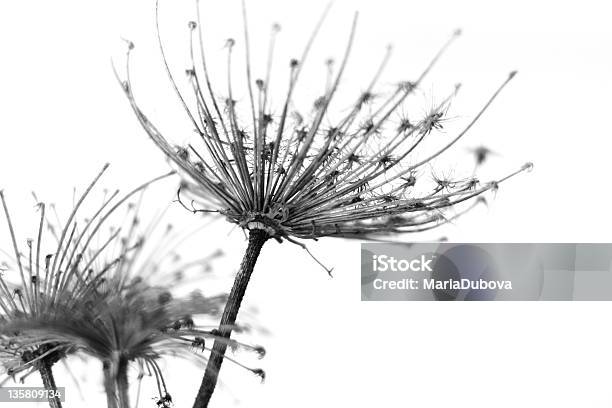 Dry Thorn Stock Photo - Download Image Now - Flower, Black And White, Macrophotography