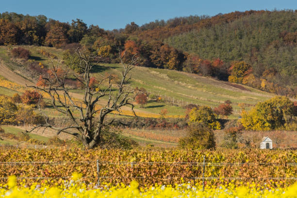 istock gnarled single tree in a colorful landscape in autumn 1358091845