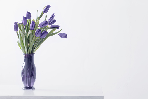 violet tulips in glass vase on white background