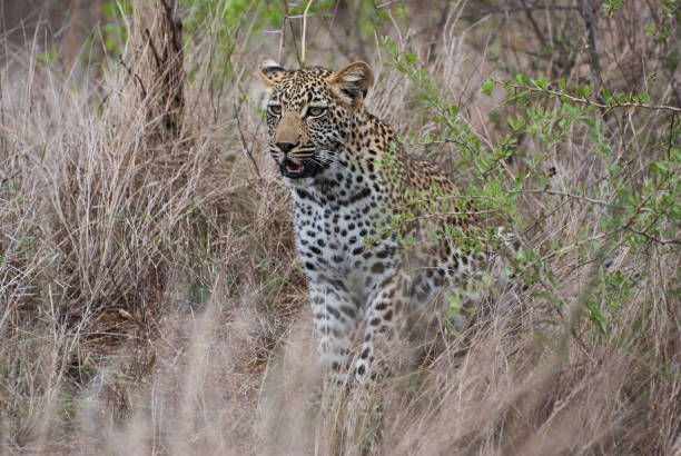 istock leopard, Panthera pardus, stalking through the dense african bush 1358092175