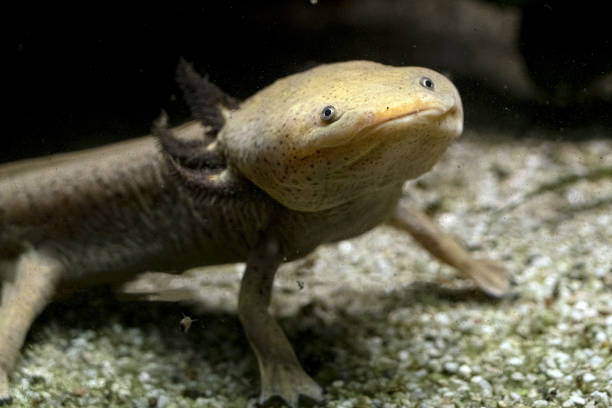 istock Axolotl underwater eating larva artemia 1358093131