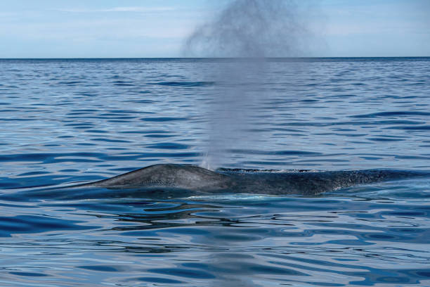 istock Blue Whale the biggest animal in the world while blowing 1358093183