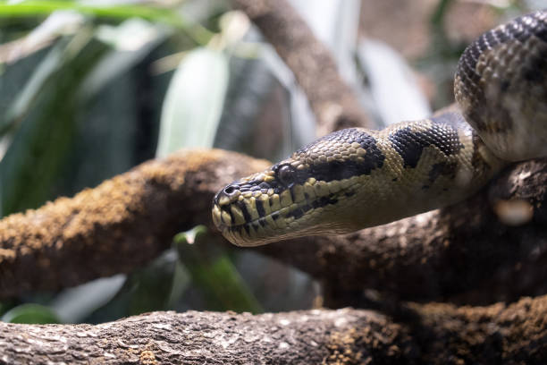 istock morelia spilota variegata Phyton Snake eye 1358093231