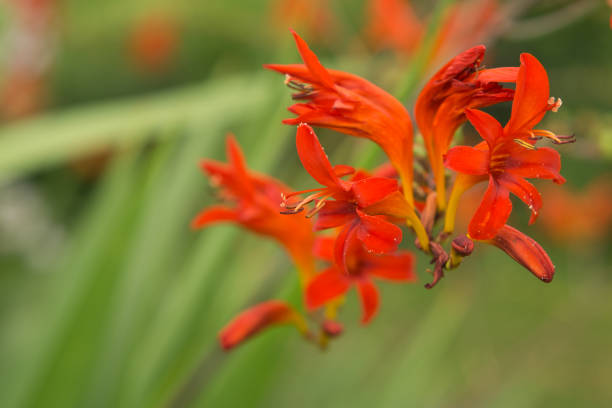 istock colorful flower freely displayed. 1358094573