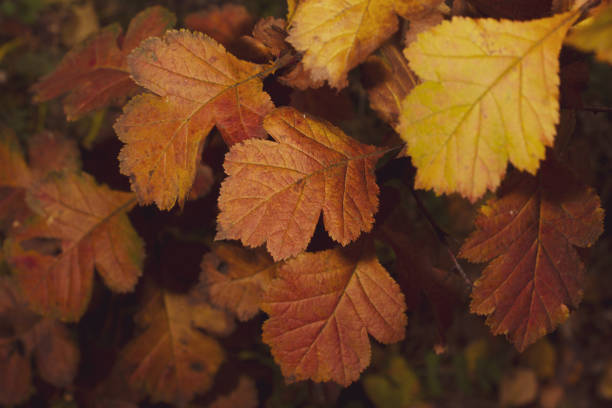 Autumn multicolored rosehip leaves at afternoon.