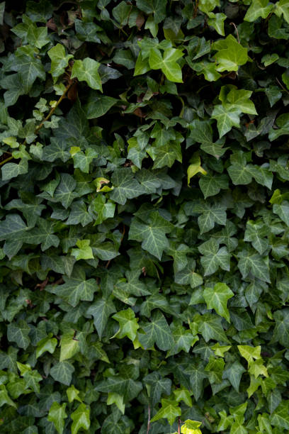 istock Green Wall creeper with leaves on stone built wall 1358094664