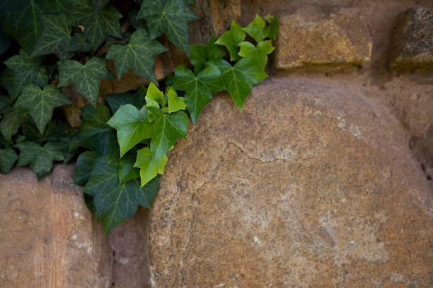 Green Wall creeper with leaves on stone built wall working on covering the wall