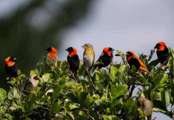 un tisserand jaune entouré d’oiseaux évêques rouges - dullstroom photos et images de collection