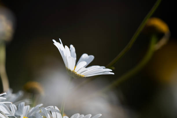 Beautiful white petal Kosmos Flowers blossoming in the summer sun evoking emotional happiness