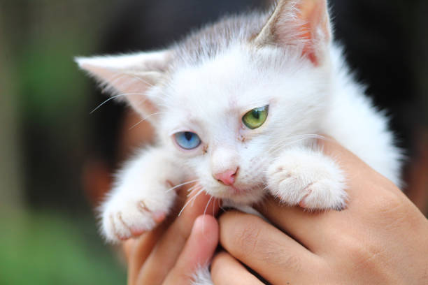 Heterochromia iridum is a rare genetic disorder that causes dual iris colour.